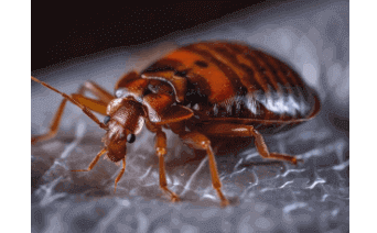 Can alcohol kill bedbugs?