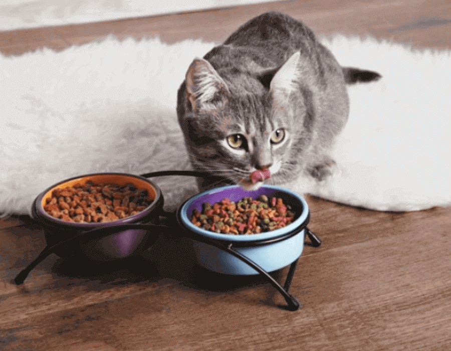 Is American Journey Cat Food Good? Ultimate Feline Nutrition