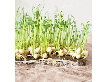 Hydroponic Garlic: What It Is and What Is Its Use?