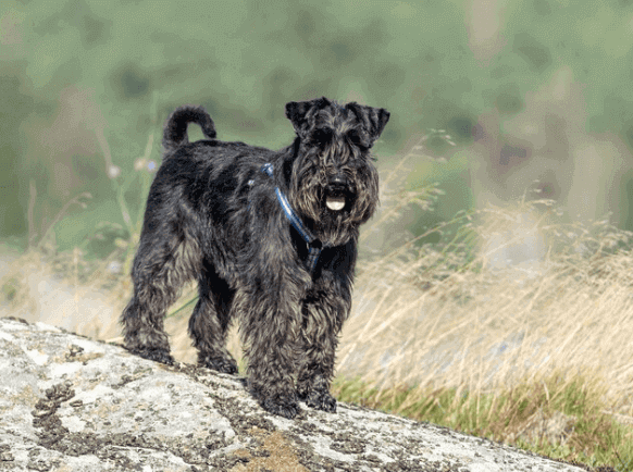 Why Schnauzers Are the Worst Dogs